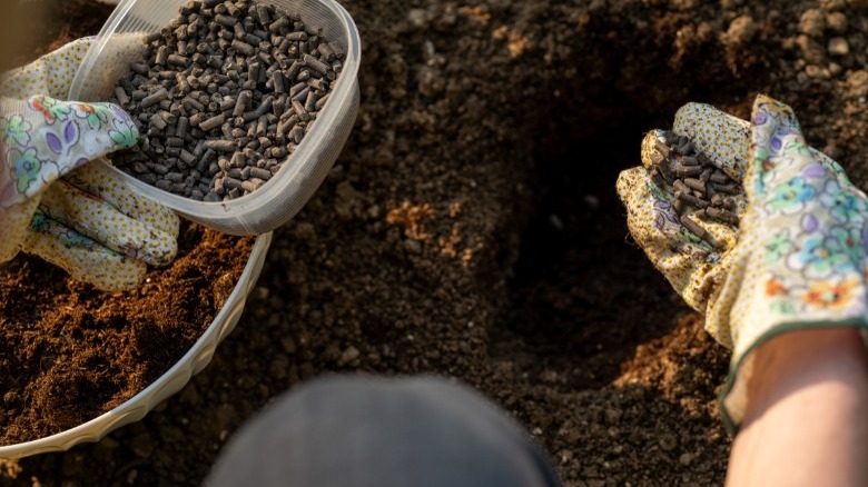 A Beginner’s Guide to Organic Fertilizers for Your Garden