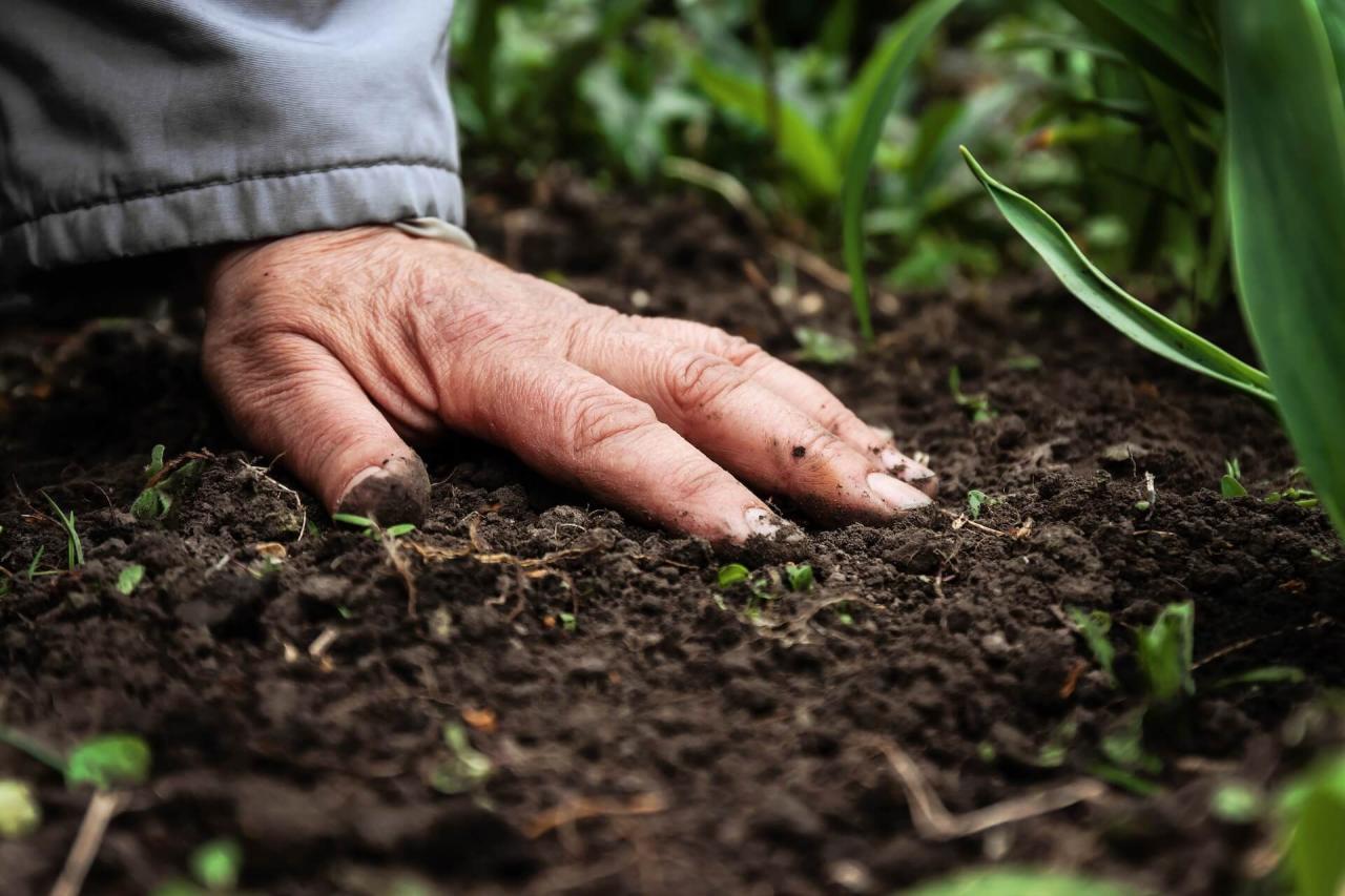Organic Fertilizer Vs. Chemical Fertilizer | Kellogg Garden Organics™ Benefits of Using Organic Fertilizers in Your Garden