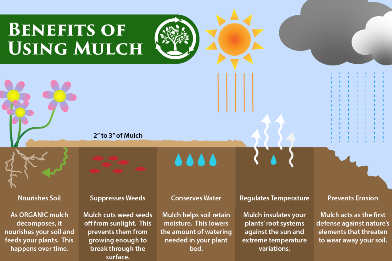 The Benefits of Mulch - More Than Just Decoration! Benefits of Using Mulch in Your Garden