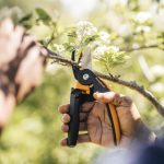 Choosing the Best Pruning Shears for Healthier Plants