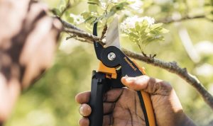 Choosing the Best Pruning Shears for Healthier Plants