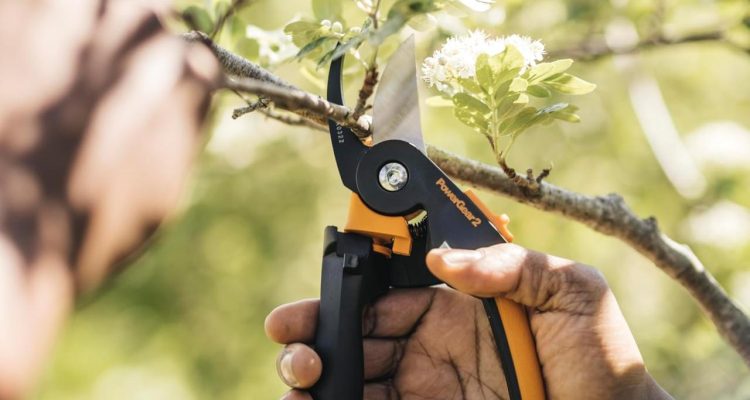 Choosing the Best Pruning Shears for Healthier Plants