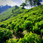 Single Origin Coffee Explained and Top Picks to Try
