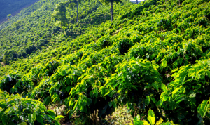 Single Origin Coffee Explained and Top Picks to Try