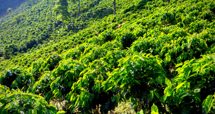Single Origin Coffee Explained and Top Picks to Try