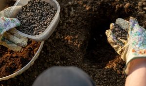 A Beginners Guide to Organic Fertilizers for Your Garden