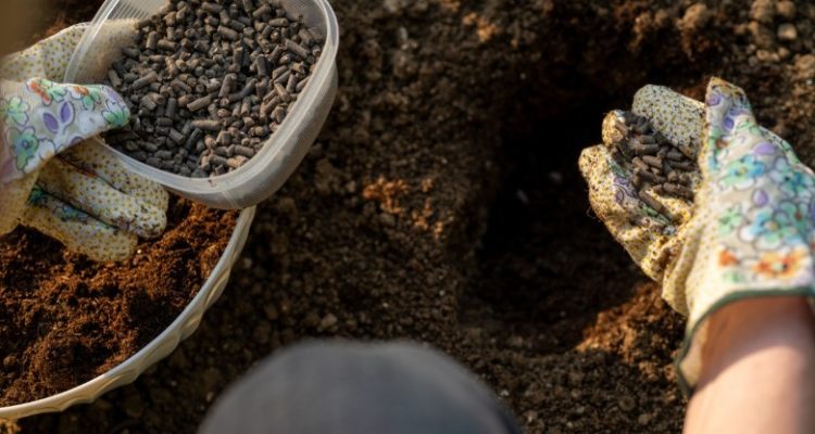 A Beginners Guide to Organic Fertilizers for Your Garden