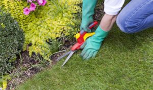 How to Maintain Your Lawn with the Right Equipment