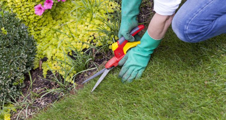 How to Maintain Your Lawn with the Right Equipment