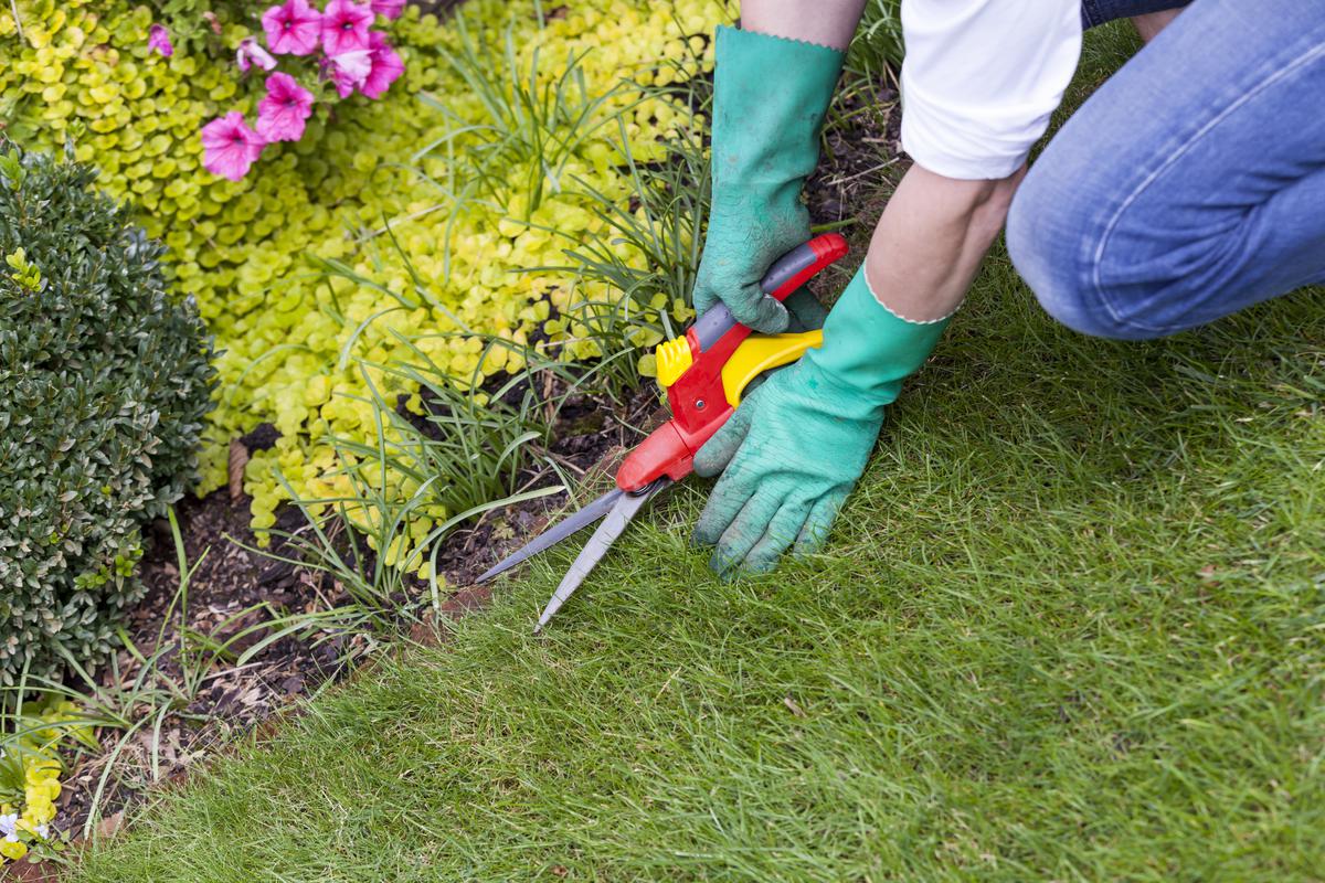 How to Maintain Your Lawn with the Right Equipment