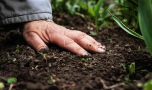 Benefits of Using Organic Fertilizers in Your Garden