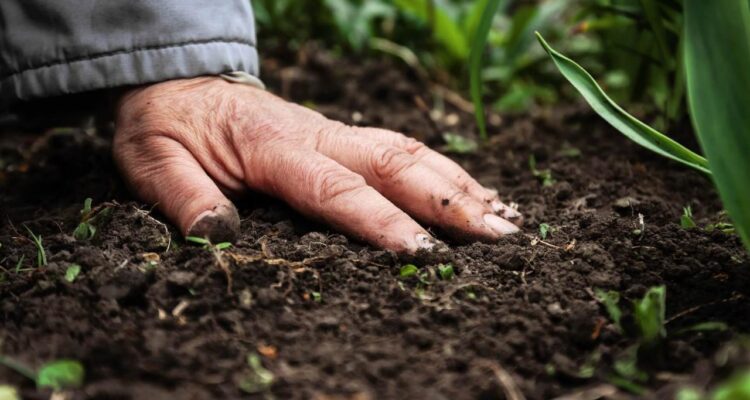 Benefits of Using Organic Fertilizers in Your Garden