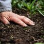 Benefits of Using Organic Fertilizers in Your Garden