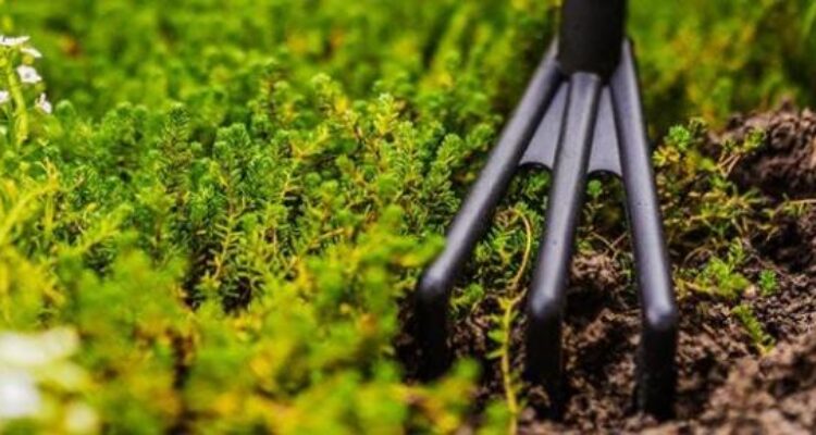 Essential Gardening Supplies for Spring Must-Haves