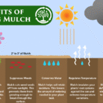 Benefits of Using Mulch in Your Garden for Healthier Plants