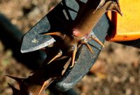 Best Garden Gloves for Thorny Plants – Protect Your Hands